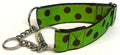 Lime Green with Brown Dots Chain Martingale Collar 1 1/2 in