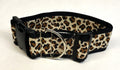 Leopard Print Dog Collar 2in