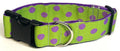 Lime Green with Purple Dots Dog Collar 1 1/2 in