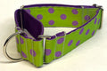 Lime Green with Purple Dots Martingale Collar 1 1/2 in