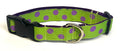 Lime Green with Purple Dots Dog Collar 1in
