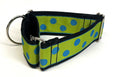 Lime Green with Turquoise Dots Martingale Collar 2in