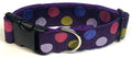 Purple with Pink, Green, Blue, and Lavender Dots Dog Collar 1 1/2 in