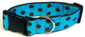 Turquoise with Brown Dots Dog Collar 1 1/2 in