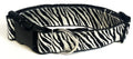 Zebra Print Dog Collar 1 1/2 in